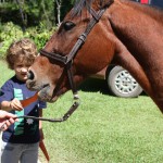 cavalo