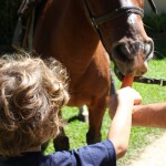 cavalo2