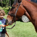 cavalo3