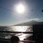 gaivotas