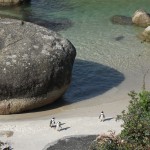 Pinguin em Boluders – Cidade do Cabo