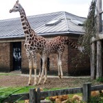 girafas3