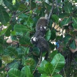 sagui