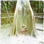 Árvore gigante Manaus