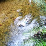 Aquário Natural Salto Morato