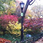 Outono no Central Park
