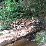 onça no Zoo de Gramado