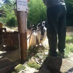 Zoo Gramado