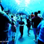 Aquarios com crianças