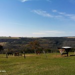 Guartela