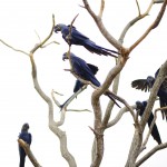 Arara Azul no Pantanal