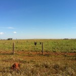 Emas que vimos na estrada