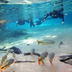 Flutuação Rio da Prata – Bonito