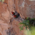 Buraco das Araras – Bonito