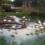 Disney com Crianças Kilimanjaro Safaris Animal Kingdom