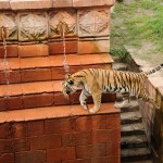 Disney com crianças Maharajah Jungle Trek Animal Kingdom