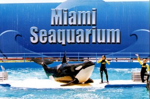 Miami com crianças - Miami Seaquarium