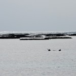 Gales maragogi