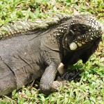 Iguana