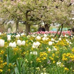 4-Giverny_22.04 (24) – Fundacao Claude Monet
