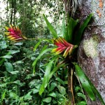 bromelia
