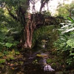 Figueira em Salto Morato