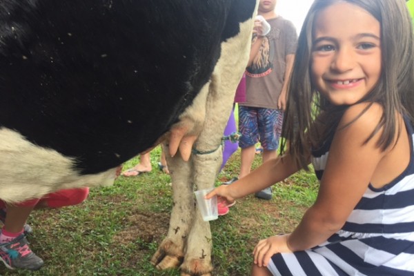 Olivia tirando leite da vaca 