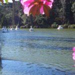 lago-negro-gramado-04-590x260_site_gramadoecanela