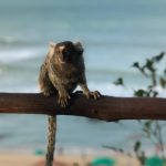 macaquinhos