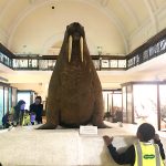 horniman_morsa