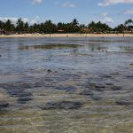 Corais – Praia Conceicao