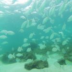 Mergulho-Angra-dos-Reis-Blog-Vambora